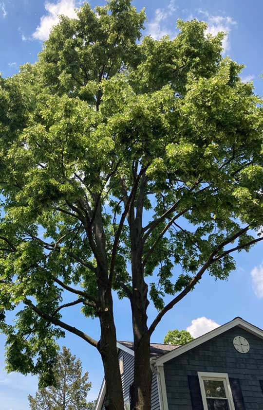 tree-health tree health