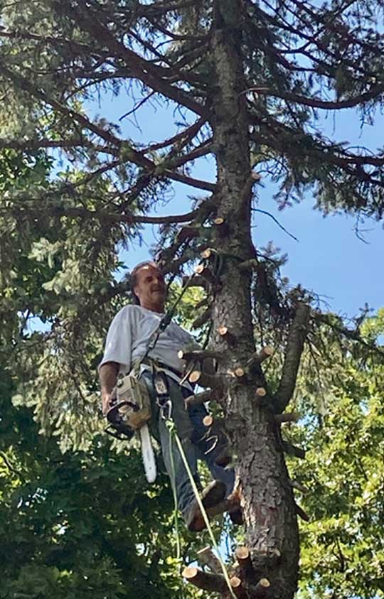 tree-trimming Tree Trimming