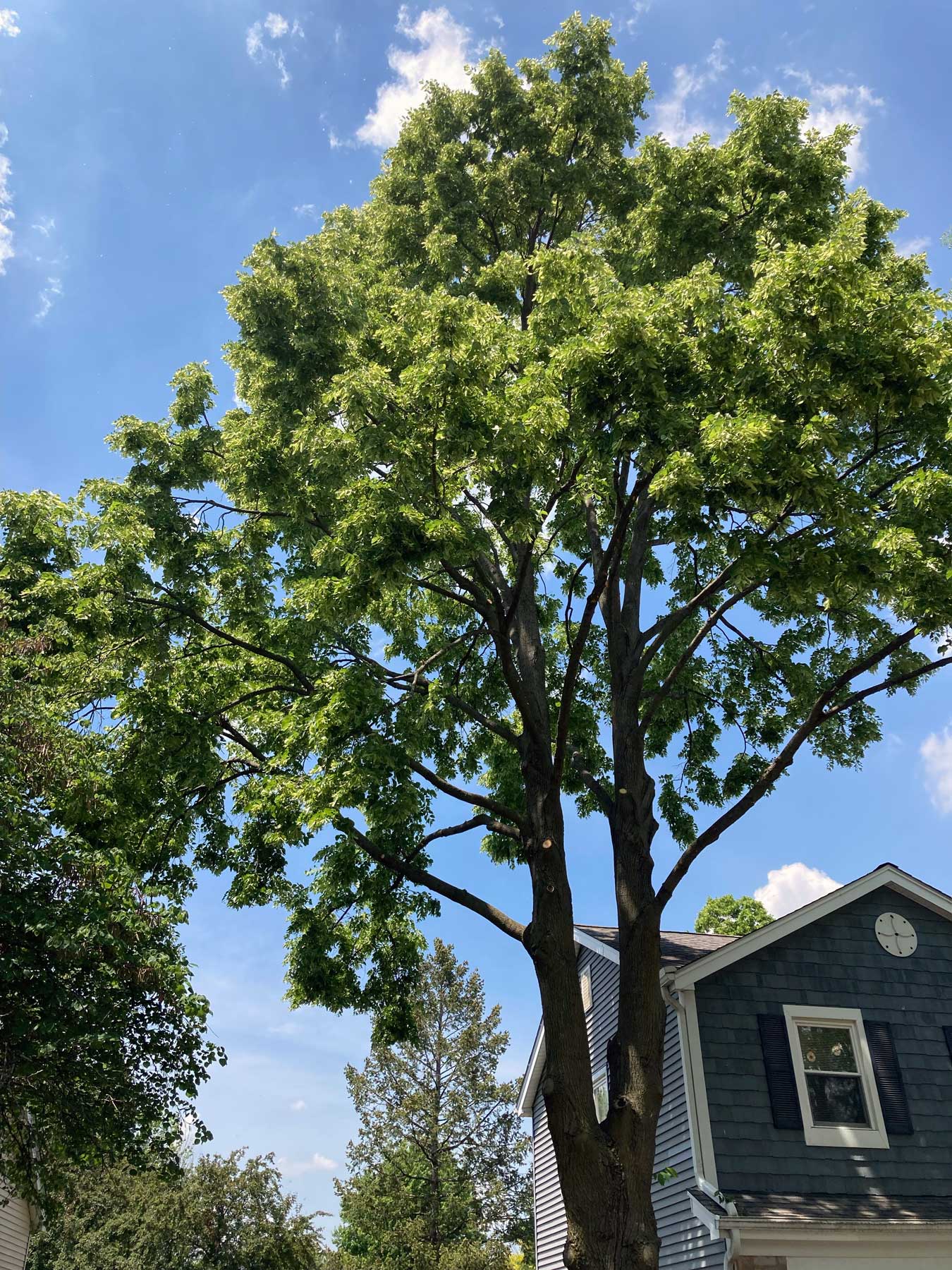 trimming-after Tree trimming after