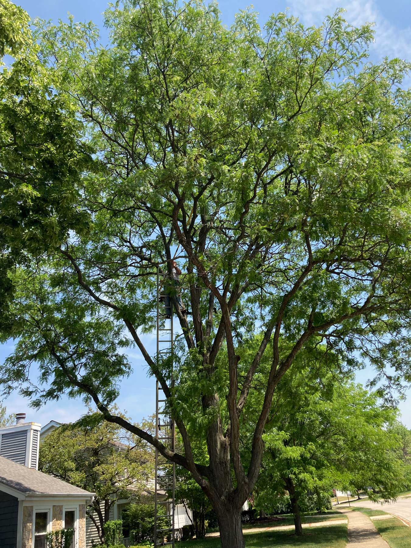 trimming-before Tree trimming before